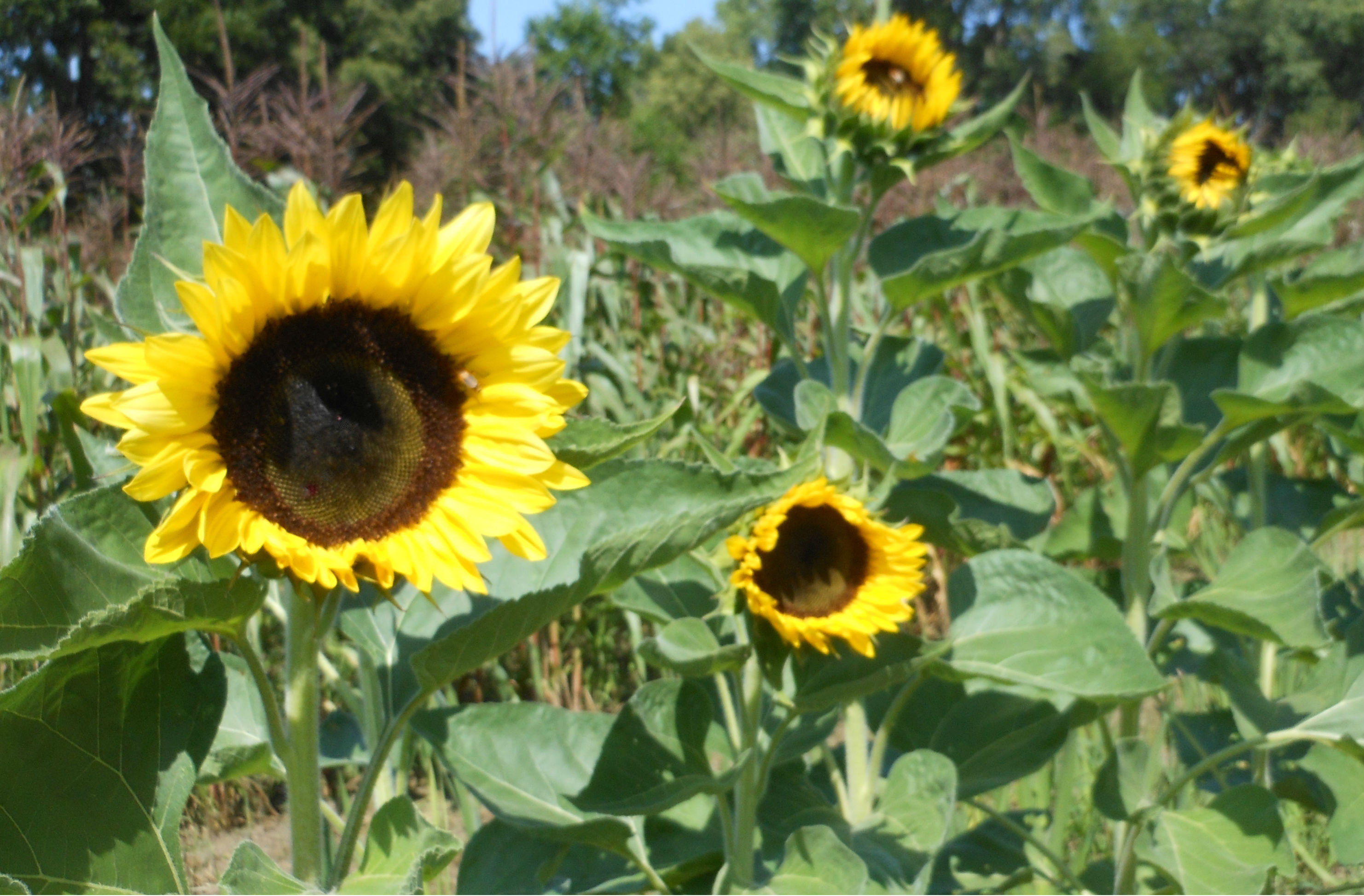 The Secret to Growing Sunflowers All Season